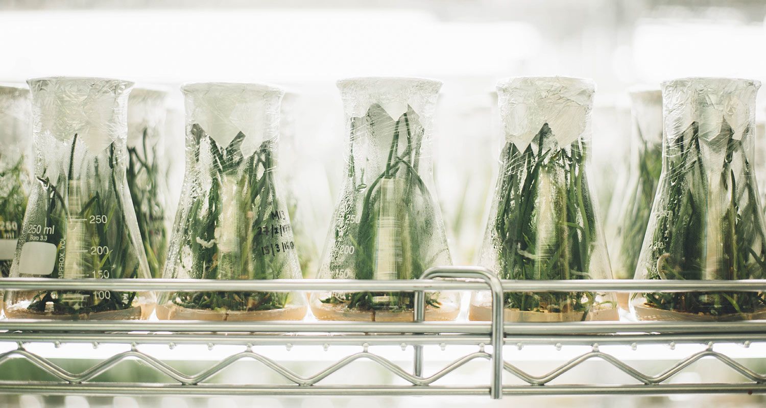 Laboratory Glass beakers with Plants
